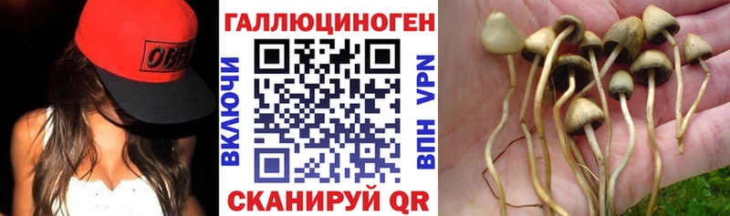 Купить закладки  Верхотурье  Галлюциногенные грибы Psilocybe 